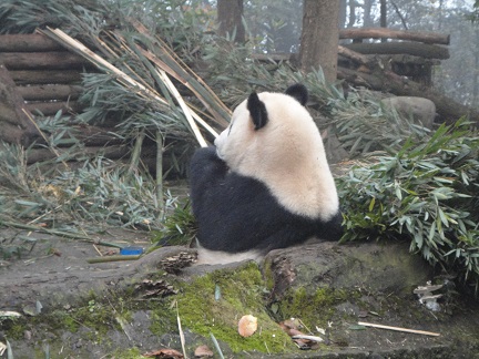 Die chinesische Kostbarkeit
