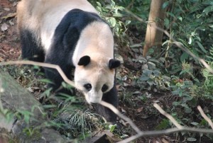Tai3