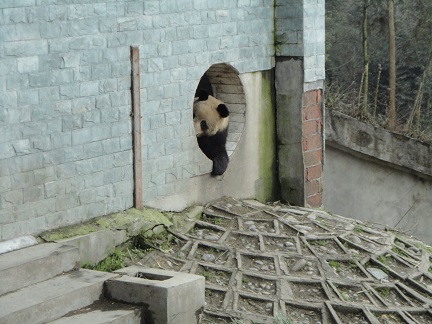 Portrait of Giant Panda Jin Ke