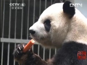 fuzhoupanda