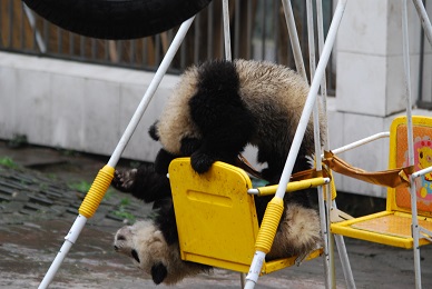 Panda-Baby-Turner