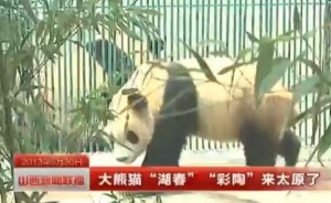 taiyuanpandas