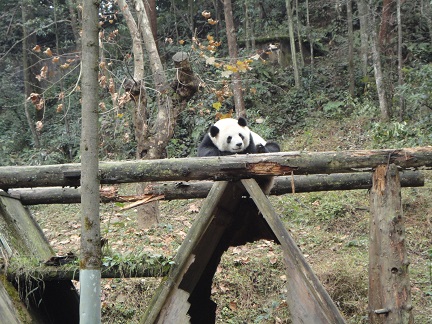 Fu Wa & Feng Yi sind die Stars des Negara Zoos
