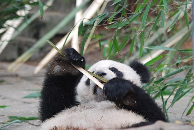 Cai Tao & Hu Chun bleiben noch 1 Jahr im Taiyuan Zoo