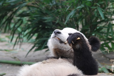 Große Geburtstagsparty im Taiyuan Zoo