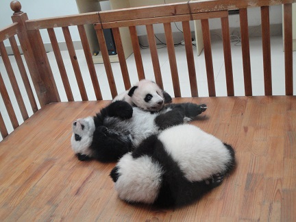 Das Nachtleben auf Panda-Base