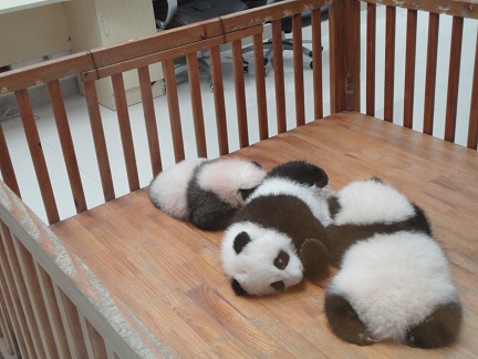 Wir Panda-Babys von Chengdu Panda Base