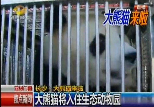 Zwei Große Pandas für Changsha