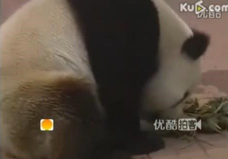 Die Großen Pandas feiern mit