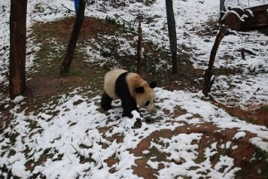 schnee2