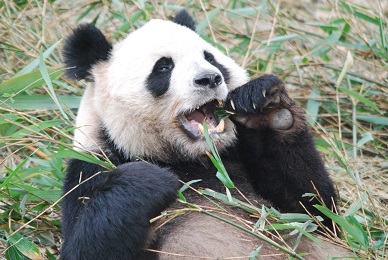 Die Ursprüge der Großen Pandas