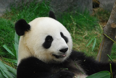 Aus Ocean Park Hong Kong