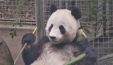 Snow Day im San Diego Zoo