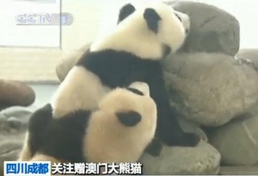 Macau Große Pandas