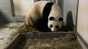 panda_cubs2013_130715_a_lunlun_birth_SF_ZA