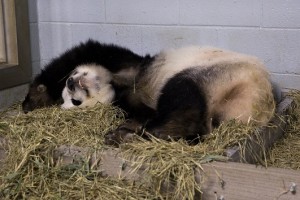 panda_cubs2013_130715_before_lunlun_ZA_0351