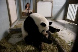panda_cubs2013_a_lunlun_rebeccasnyder_ZA_0443
