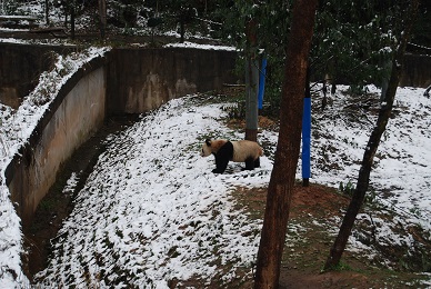 Große Pandas lieben Schnee