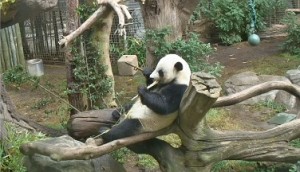 yunziking4