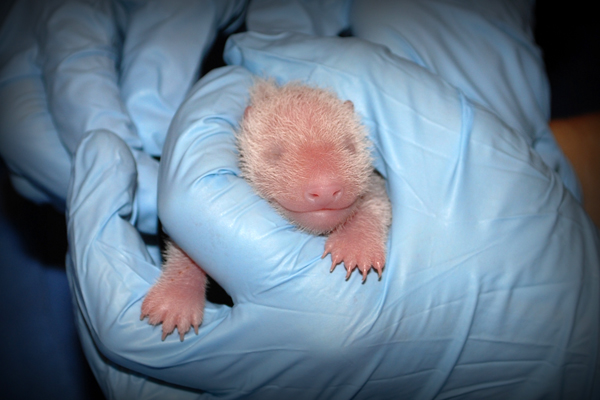 Mei Xiang und ihr Baby