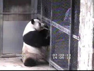 Mei Xiang und ihr Baby