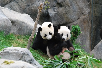 Große Pandas aus Ocean Park