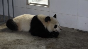 Zhi Chun (2)
