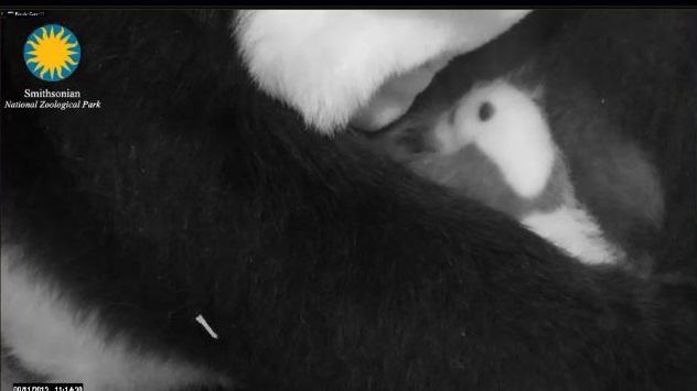 Mei Xiang und Baby – Video