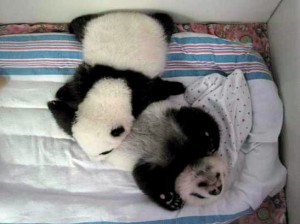 panda1edited