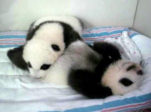 panda2edited