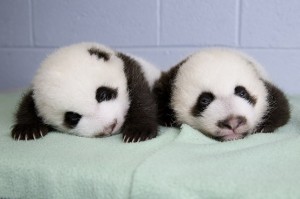 panda_cubs2013_130909_cub_b_a_table_ZA_4942