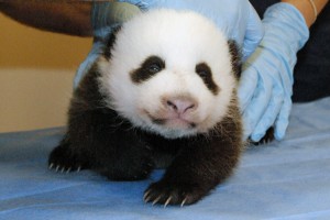 PandaUpdateOct17