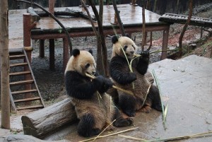 china201203A001