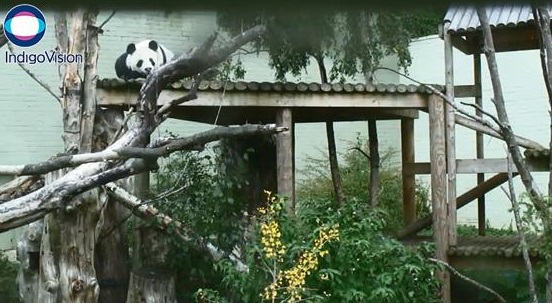 Aus dem Edinburgh Zoo