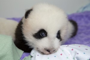 panda_cubs2013_130929_cub_a_box_ZA_7362