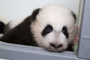 panda_cubs2013_131022_cub_a_box_ZA_9342