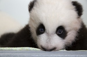 panda_cubs2013_131022_cub_a_box_ZA_9378