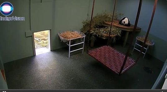 Panda-Cam wieder da