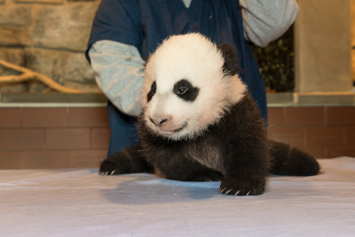 Die große Woche für Bao Bao