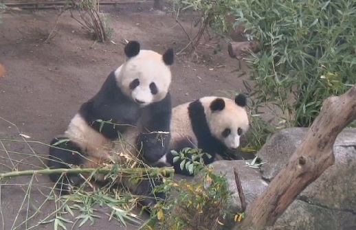 Mr. Wu and Mama dinieren