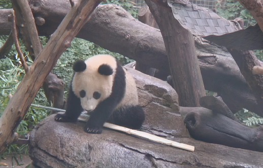 Große Pandas mögen es kühl