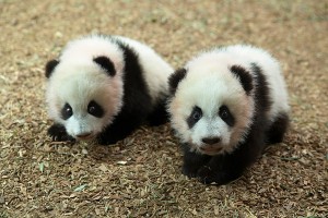 panda_cubs2013_131127_cubs_b_a_dayroom_ZA_1753_600