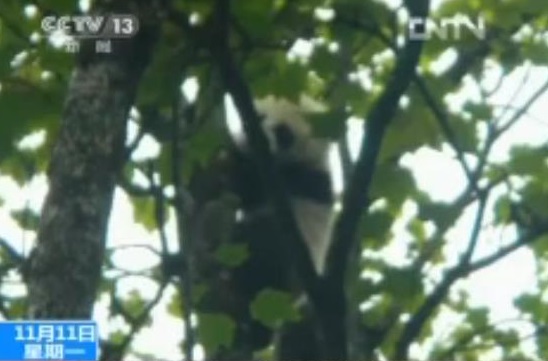 Der wilde Große Panda aus Wolong