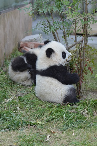 Chengdu Panda Base Stars