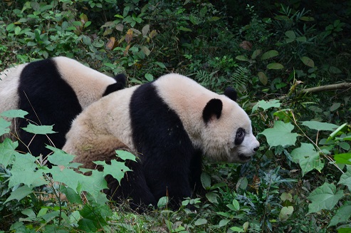 Xing Bao und seine Familie