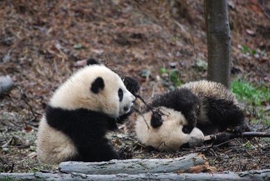 Su Lin ist wieder Mama geworden