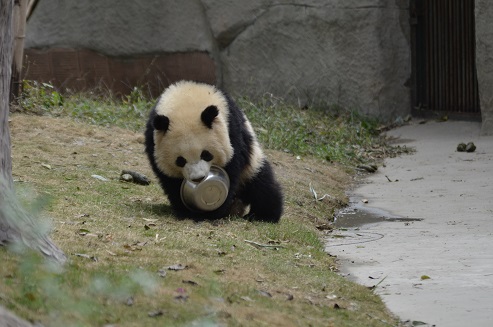 Große Pandas im Portrait: Ao Li Ao