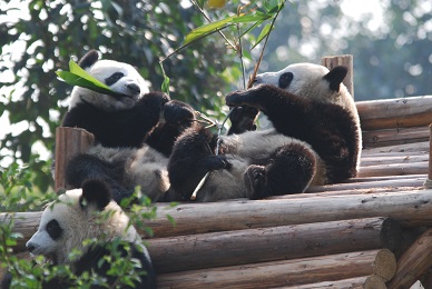 Zwei Große Pandas für Macau