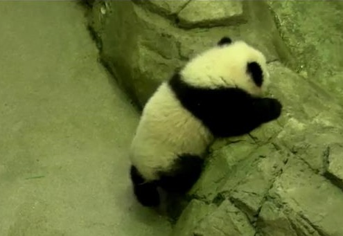 Bao Bao in Kletterlaune