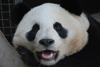 Zhen Zhen & Yun Zi